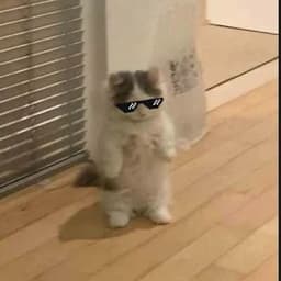 Moxi_1