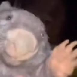 aywr