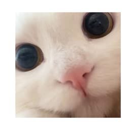 KISA_di