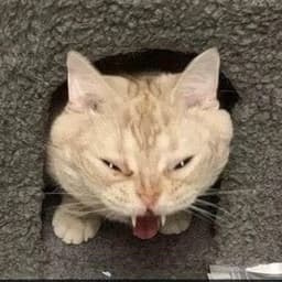 syvex