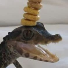kropkachan