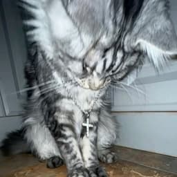 katzzzz
