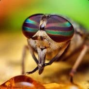 Fly_cekotFly