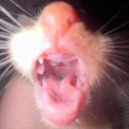 mmountaindew