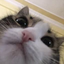 Senz0ka