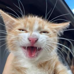 Ceks0n