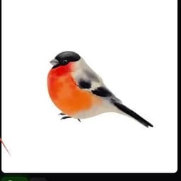 roopic5