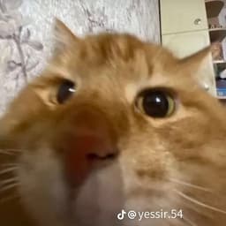 abyssex