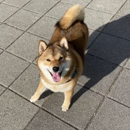SHIBA-S