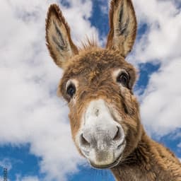 MaDonkey1