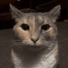 Whity
