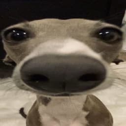 SRetRoQ