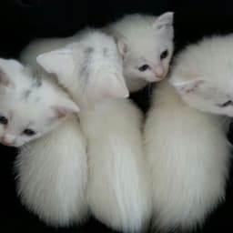 awuxsx