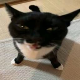 pupundopola