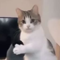 ploski