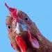 chickenik69