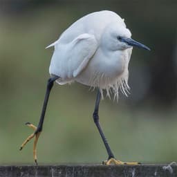 KASANDRAEBA
