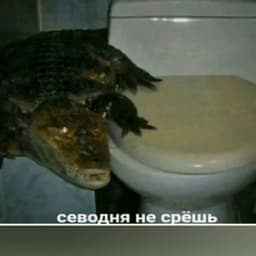 itseg