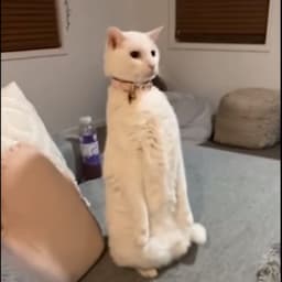 Beans___