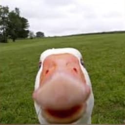 MrMAIDANN