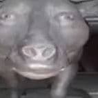 5433906