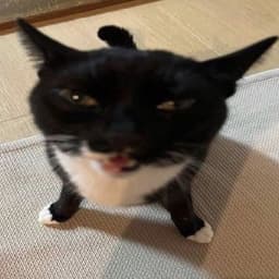 L1m0n3872