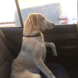 Raiidaa