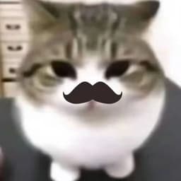 CatKinggg