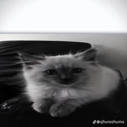 vn3shka