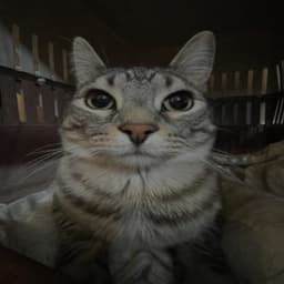 TeoBeo