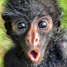 Monkey0220