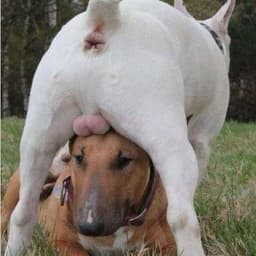 fdgdgg1