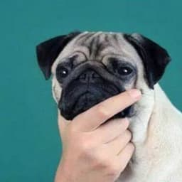 -_JS_