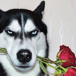 BadDog95