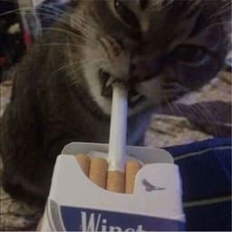 RRmeow