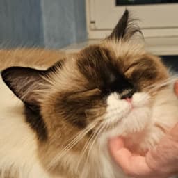Ciszko