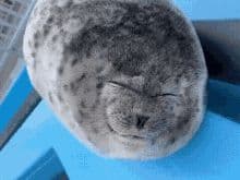 WaterDoggo