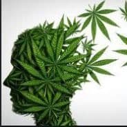 CannaabYs