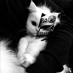 SnawsDewerro
