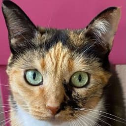 Sistercita