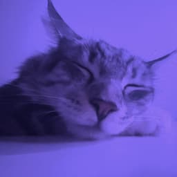 rarerita