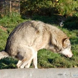 2_Bad_wolf_2