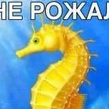 zadyexe