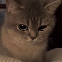 Petfi-