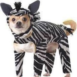 ACraftyZebra