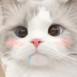 xo-Neko