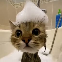 V1_CatMa5ter
