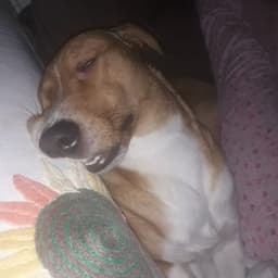 Tejadinha