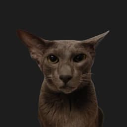 CheshierCat