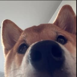 Mafufi